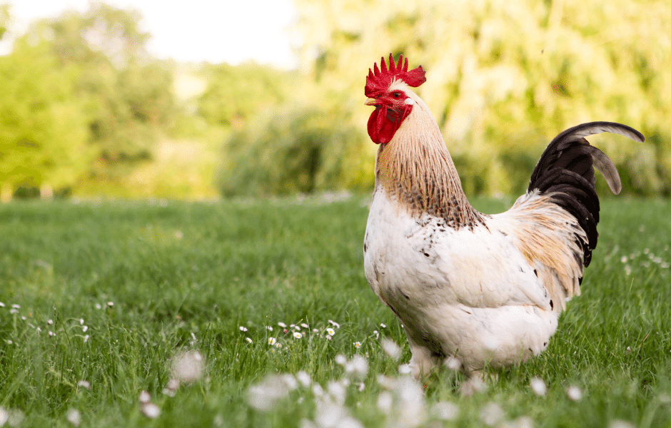 Rassegeflügel – wie werden Hühner richtig gehalten?